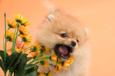 Cute energetic lovely pomeranian puppy with orange background eating flowers clipart