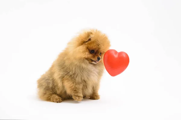Cute Confused Lovely Pomeranian Puppy White Background Interacting Levitating Heart — Stock Photo, Image