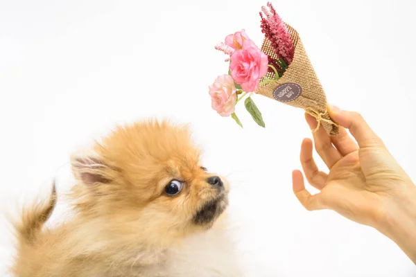 Cute Confused Lovely Pomeranian Lady Puppy White Background Interacting Flowers — Stock Photo, Image