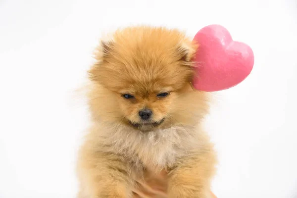 Cute Confused Lovely Pomeranian Lady Puppy White Background Interacting Pink — Stock Photo, Image