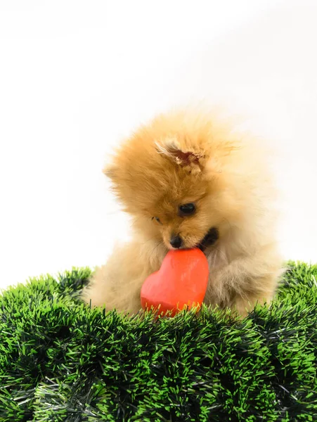 Cute Lovely Pomeranian Lady Puppy Stepping Out Green Conifer Circle — Stock Photo, Image