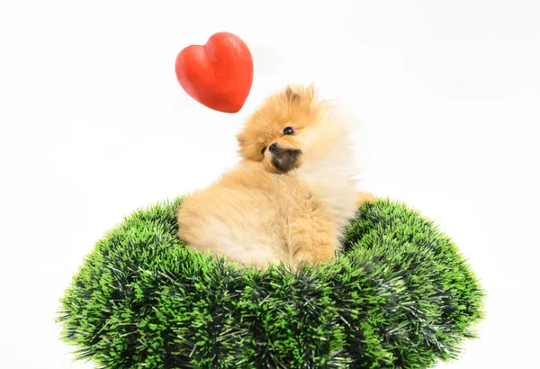 Cute Lovely Pomeranian Lady Puppy Stepping Out Green Conifer Circle — Stock Photo, Image