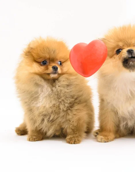 Two Cute Confused Lovely Pomeranian Puppies White Background Interacting Levitating — Stock Photo, Image