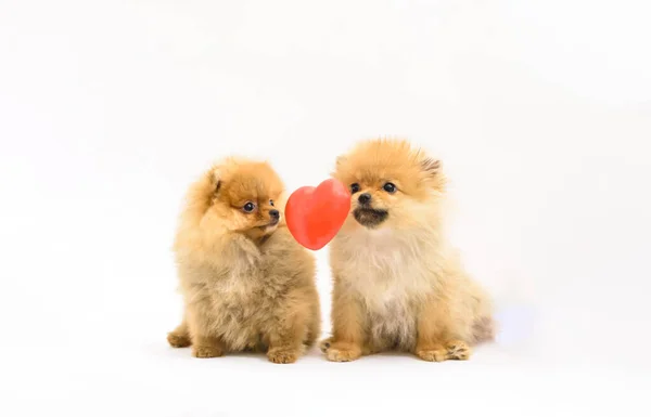 Two Cute Confused Lovely Pomeranian Puppies White Background Interacting Levitating — Stock Photo, Image