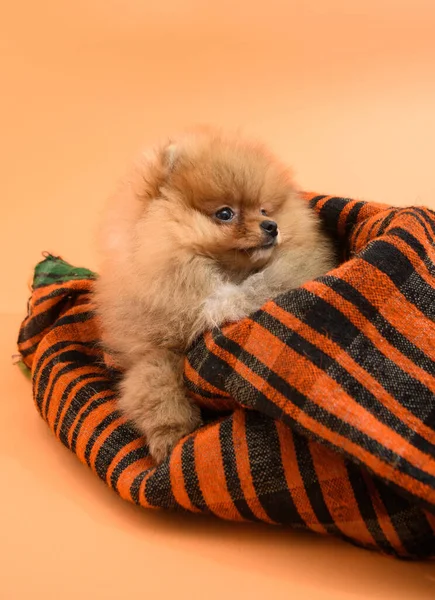 かわいいです眠い素敵なPomeranian子犬とともにオレンジの背景に隠された自家製のニットブランケット — ストック写真