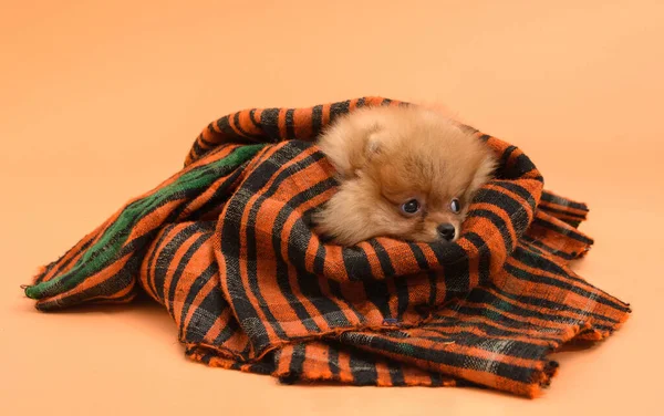Schattige Slaperige Mooie Pomeranian Puppy Met Oranje Achtergrond Verscholen Zelfgemaakte — Stockfoto