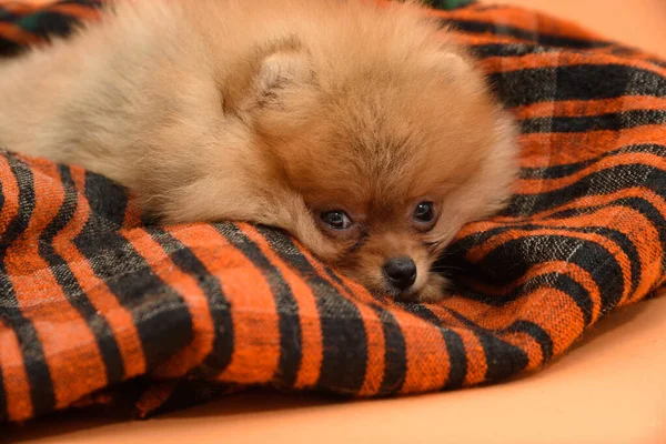 Cute Sleepy Lovely Pomeranian Puppy Orange Background Tucked Home Made — Stock Photo, Image