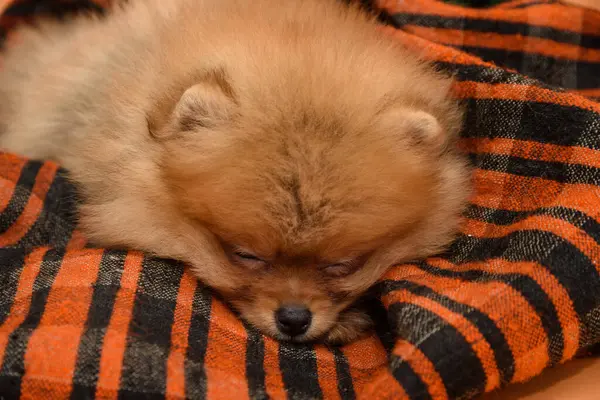 かわいいです眠い素敵なPomeranian子犬とともにオレンジの背景に隠された自家製のニットブランケット — ストック写真