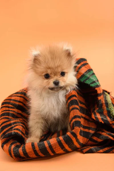 곱슬곱슬 스러운 포메라니안 강아지 오렌지색 배경을 집에서 담요에 강아지 — 스톡 사진