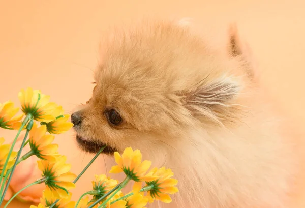 Cute Energiczny Piękny Pomeranian Szczeniak Pomarańczowym Tle Jedzenia Kwiatów — Zdjęcie stockowe