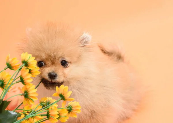 かわいいですエネルギー美しいですPomeranian子犬とともにオレンジ色の背景食べる花 — ストック写真