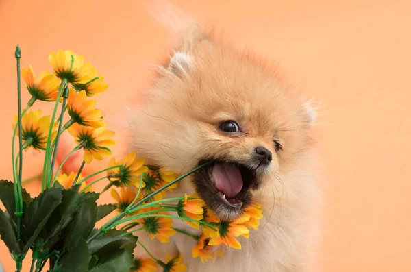 Cute Energiczny Piękny Pomeranian Szczeniak Pomarańczowym Tle Jedzenia Kwiatów — Zdjęcie stockowe