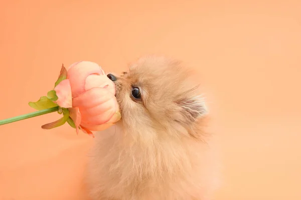 Lindo Cachorro Pomeraniano Encantador Energético Con Fondo Naranja Comer Flores —  Fotos de Stock