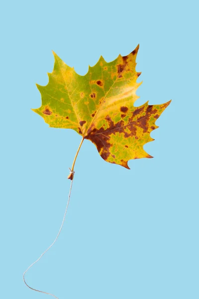 Herbstluftballon Minimales Urlaubskonzept Kreative Idee Vom Herbst — Stockfoto