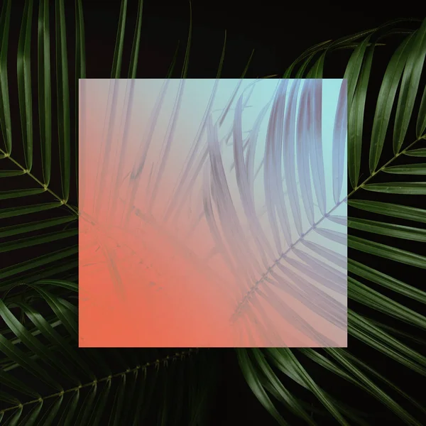 Kreatywny Modny Układ Kolorów Tropikalnych Liści Palmy Gradientowym Światłem Kwadratowym — Zdjęcie stockowe