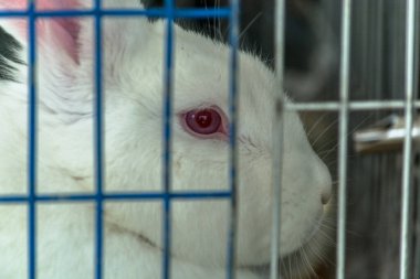 Kırsalda, gümüş hapishanelerin içinde tavşan çiftliğindeki beyaz tavşanlar. Et için hayvan üretimi. Beyaz bir tavşanın kırmızı göz detayı