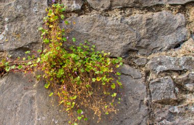 Muehlenbeckia kompleksi, ekilmiş bitki, bahçe süslemesi, bahçe kayalıkları süslemesi