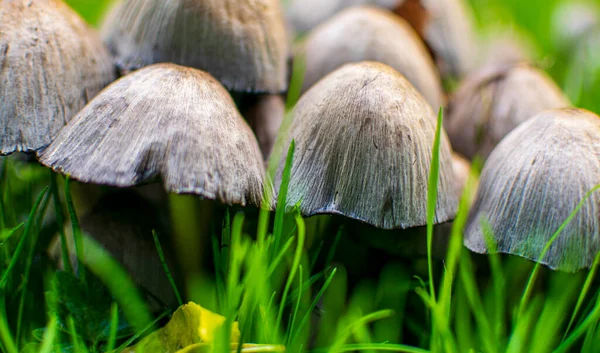 Coprinus comatus Mushroom Coprinus comatus is a well-known and easily recognized cosmopolitan mushroom, popular in North America and Europe. Growing well in hardwood sawdust and manure enriched soils, this is a great mushroom to grow in your yard or