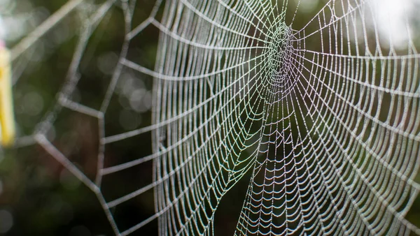 여름에는 거미줄 거미가 이동하는 늦여름에는 정원에서 거미줄을 — 스톡 사진