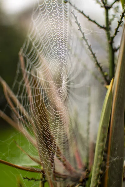 여름에는 거미줄 거미가 이동하는 늦여름에는 정원에서 거미줄을 — 스톡 사진