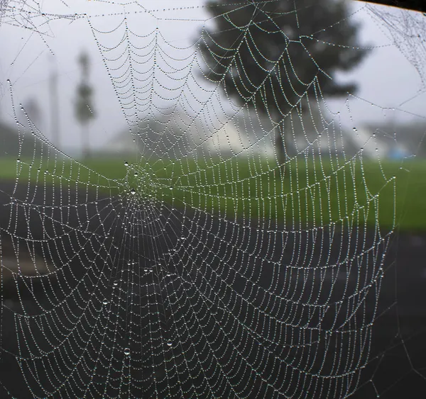 Teias Aranha Verão Fenômeno Migração Aranhas Teias Aranha Final Verão — Fotografia de Stock