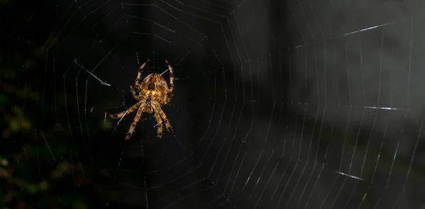 Гігантський Домашній Павук Один Найшвидших Безхребетних Пробігає Півметра Секунду Цей — стокове фото