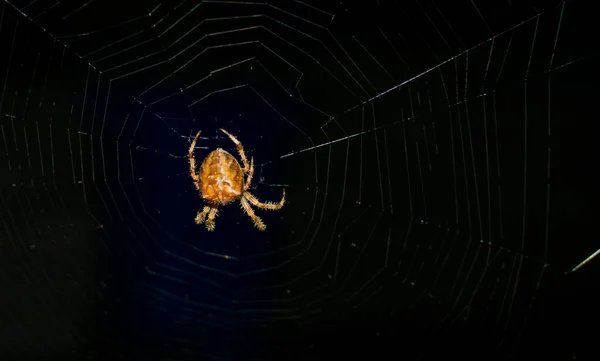 거미는 우리의 무척추동물중 하나입니다 미터까지 갈색인 거미는 종이처럼 거미줄을 어두운 — 스톡 사진