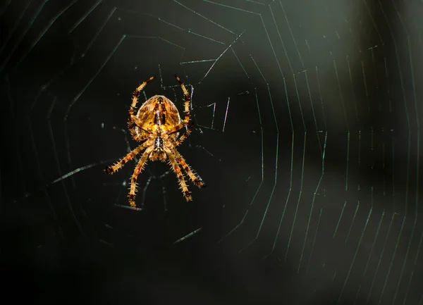 Aranha Gigante Casa Dos Nossos Invertebrados Mais Rápidos Correndo Até — Fotografia de Stock