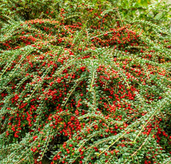 Great Natural Green Background Natural Plant Live Plant Background — Stock Photo, Image