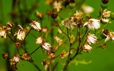 Romantik, canlı bir arkaplan, bitkilerle dolu bir duvar, fevkalade yeşil bir arka planda renkli, güzel çiçeklerle süslü bir duvar kağıdı.