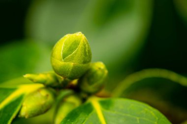 Romantik, canlı bir arkaplan, bitkilerle dolu bir duvar, fevkalade yeşil bir arka planda renkli, güzel çiçeklerle süslü bir duvar kağıdı.