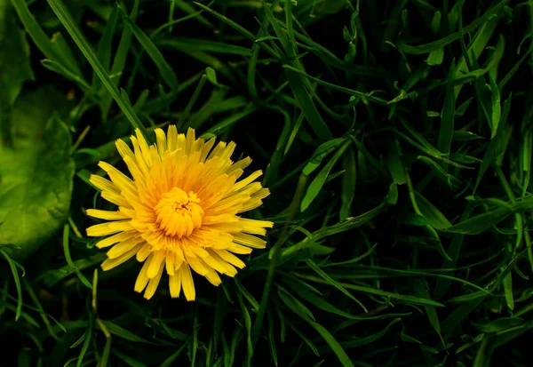 Romantyczne Żywe Tło Ściana Roślinami Tapeta Kwiatowa Kolorowymi Pięknymi Kwiatami — Zdjęcie stockowe