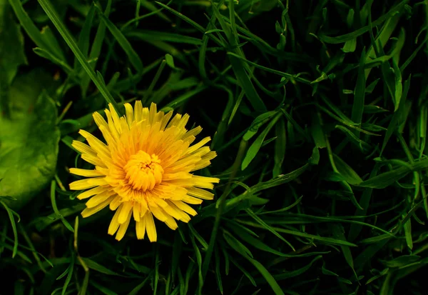 Romantischer Lebendiger Hintergrund Wand Mit Pflanzen Florale Tapete Mit Bunten — Stockfoto