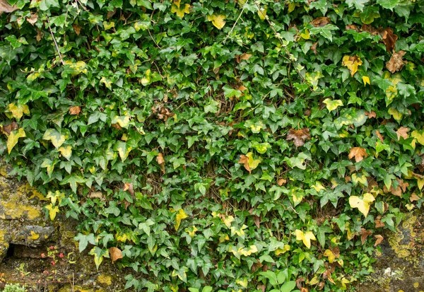 Romantischer Lebendiger Hintergrund Wand Mit Pflanzen Florale Tapete Mit Bunten — Stockfoto