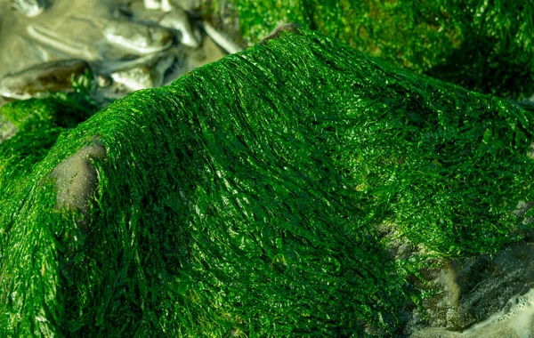 Grama Verde Marinho Fundo Verde Algas Marinhas Oceano Durante Maré Fotografia De Stock