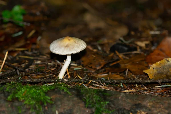 Cogumelos Florestais Lente Macro Fundo Natural Com Cogumelos — Fotografia de Stock
