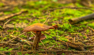 Romantik, canlı bir arkaplan, bitkilerle dolu bir duvar, fevkalade yeşil arka planda renkli, güzel mantarlı bir mantar duvar kağıdı.