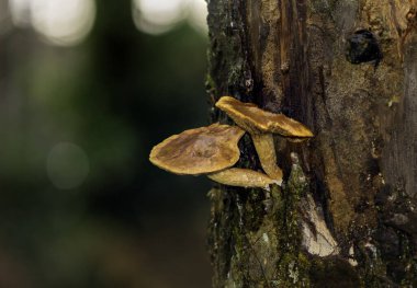 Romantik, canlı bir arkaplan, bitkilerle dolu bir duvar, fevkalade yeşil arka planda renkli, güzel mantarlı bir mantar duvar kağıdı.
