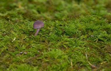Romantik, canlı bir arkaplan, bitkilerle dolu bir duvar, fevkalade yeşil arka planda renkli, güzel mantarlı bir mantar duvar kağıdı.