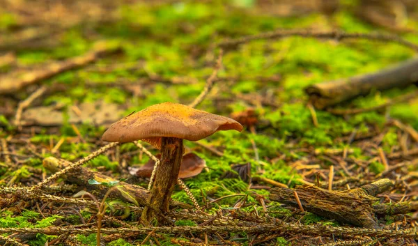 Romantik, canlı bir arkaplan, bitkilerle dolu bir duvar, fevkalade yeşil arka planda renkli, güzel mantarlı bir mantar duvar kağıdı.