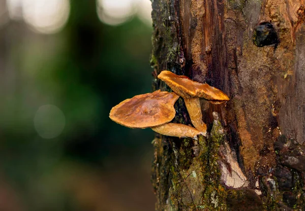 Romantik, canlı bir arkaplan, bitkilerle dolu bir duvar, fevkalade yeşil arka planda renkli, güzel mantarlı bir mantar duvar kağıdı.