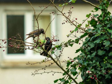Bitki arka planında yemek yerken siyah kuşlar