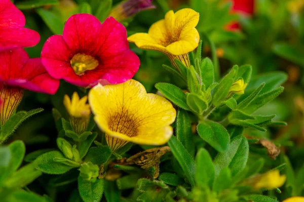 Κόκκινα Και Κίτρινα Λουλούδια Πράσινο Φόντο Κήπο Και Γλάστρες Φυτά — Φωτογραφία Αρχείου