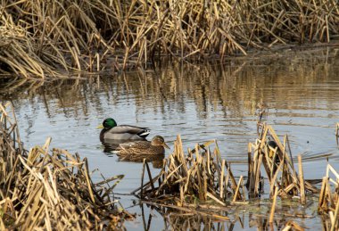 Kuğular ve ördekler kıyıda. Beyaz kuğular gölette yüzüyor..