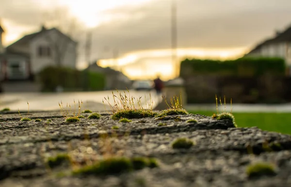 Micro Planta Verde Fechar Com Fundo Embaçado Espaço Cópia — Fotografia de Stock