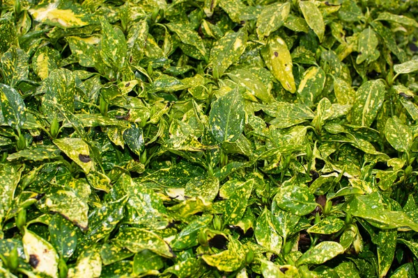 Green Leaves Background Natural Leaves Hedge — Foto de Stock