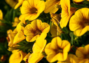 Çiçekler ve yeşil bitkiler doğa fotoğrafçılığında, makro fotoğrafçılıkta arka plan olarak