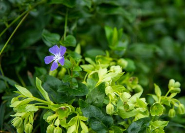 Çiçekler ve yeşil bitkiler doğa fotoğrafçılığında, makro fotoğrafçılıkta arka plan olarak