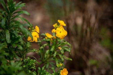 Çiçekler ve yeşil bitkiler doğa fotoğrafçılığında, makro fotoğrafçılıkta arka plan olarak