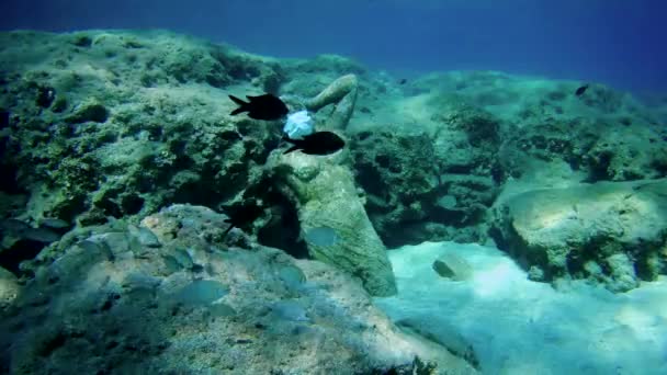 Статуя в медичній масці на дні моря і кілька риб поруч з нею . — стокове відео